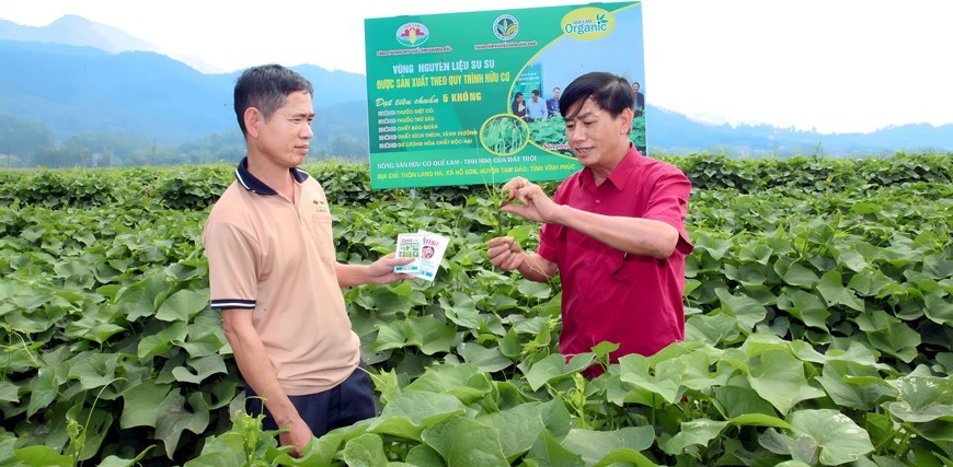 Vĩnh Phúc: Liên kết chuỗi trở thành bước tiến vững chắc cho nông nghiệp bền vững