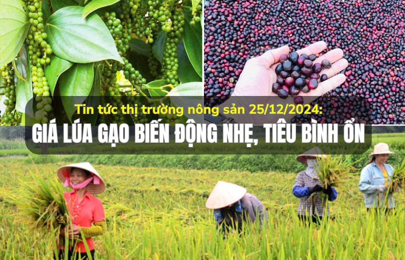 Tin tức thị trường nông sản 25/12/2024: Giá lúa gạo biến động nhẹ, cà phê tăng