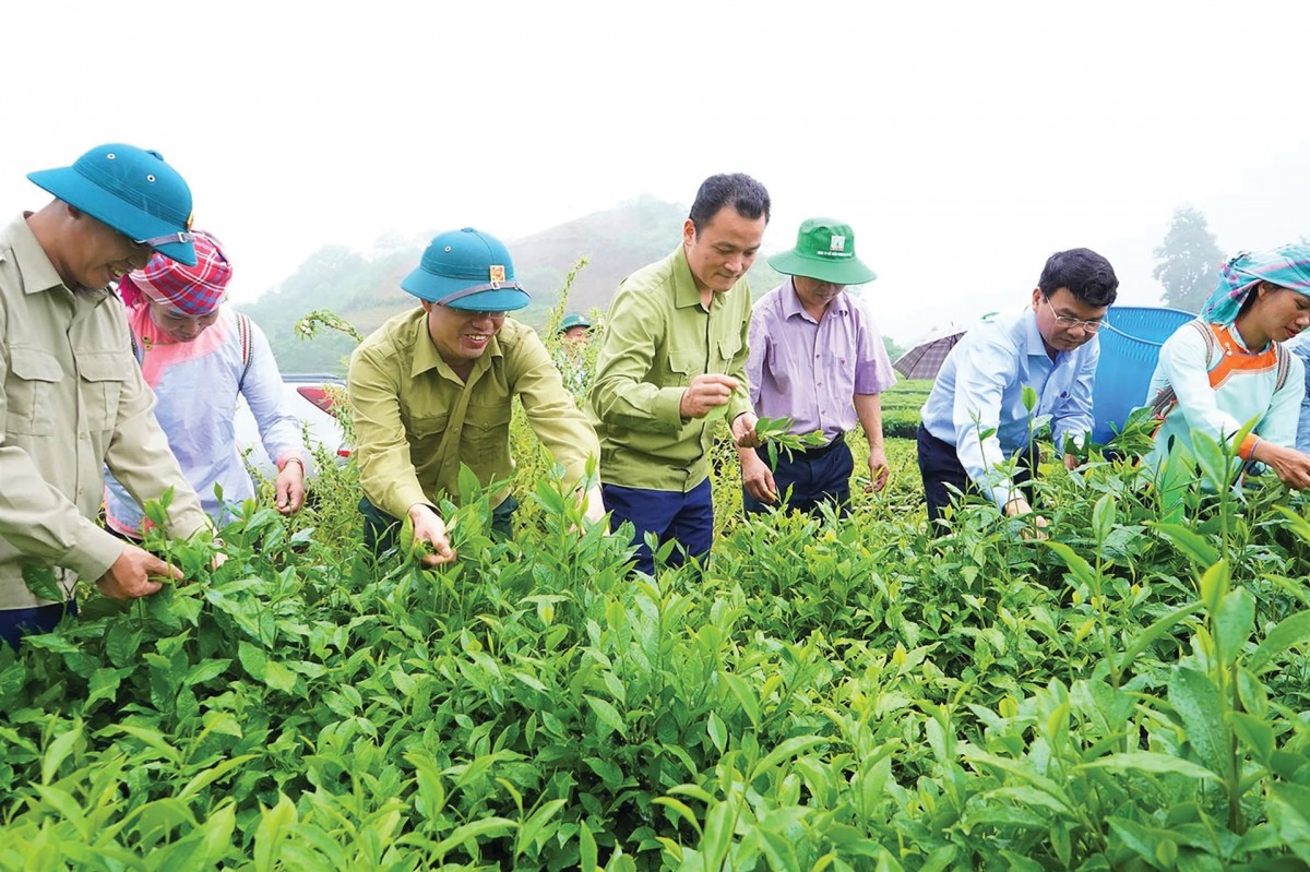 Lào Cai: Nông nghiệp vững bước tiến vào năm 2025