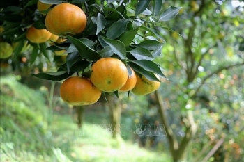 Nam Sơn: Từ nghèo khó đến đổi thay nhờ cây quýt