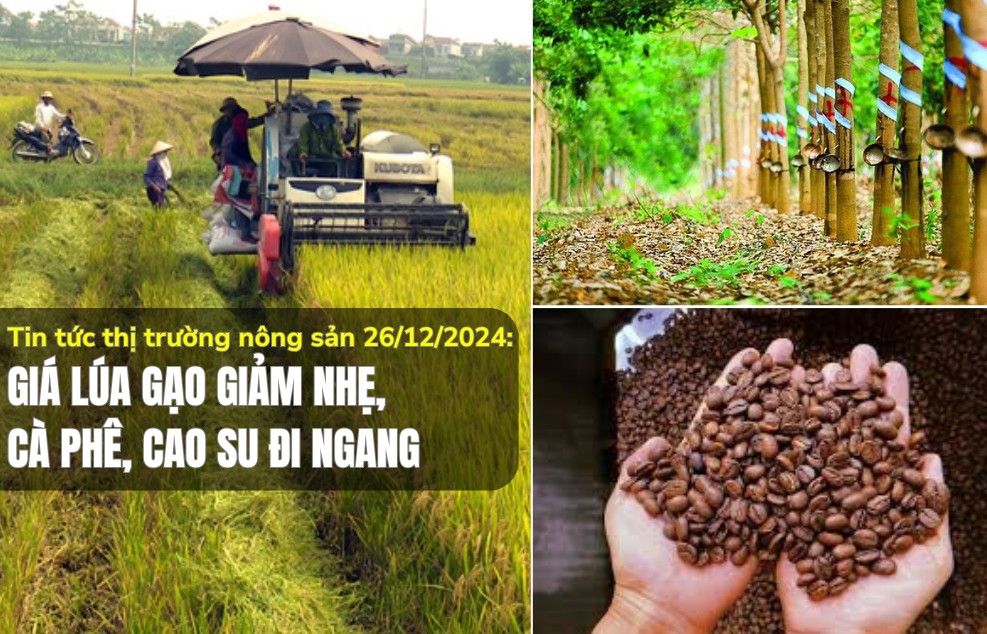 Tin tức thị trường nông sản 26/12/2024: Giá lúa gạo giảm nhẹ, cà phê, cao su đi ngang