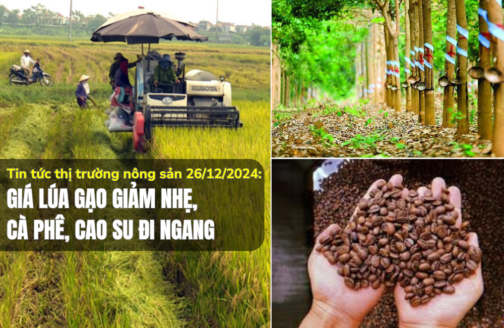 Tin tức thị trường nông sản 26/12/2024: Giá lúa gạo giảm nhẹ, cà phê, cao su đi ngang