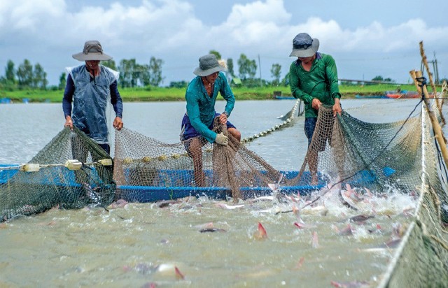 Đồng Tháp: Phát triển ngành cá tra bền vững, hướng đến giá trị gia tăng