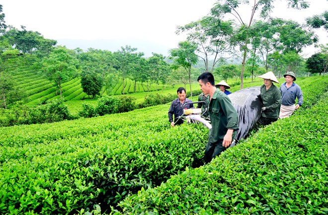 Vai trò Hợp tác xã và những nhiệm vụ mới đối với Nông nghiệp hữu cơ