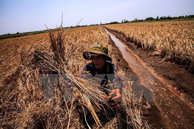 Đồng bằng sông Cửu Long chủ động ứng phó với hạn hán, xâm nhập mặn