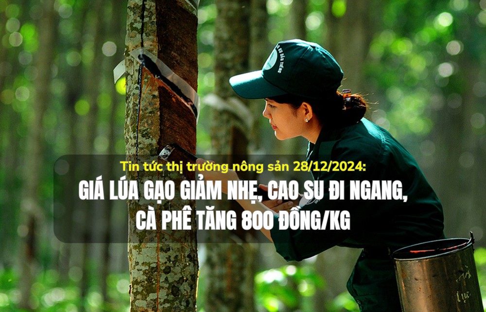 Tin tức thị trường nông sản 28/12/2024: Giá lúa gạo giảm nhẹ, cao su đi ngang, cà phê tăng 800 đồng/kg