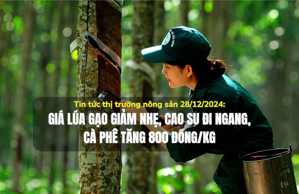 Tin tức thị trường nông sản 28/12/2024: Giá lúa gạo giảm nhẹ, cao su đi ngang, cà phê tăng 800 đồng/kg