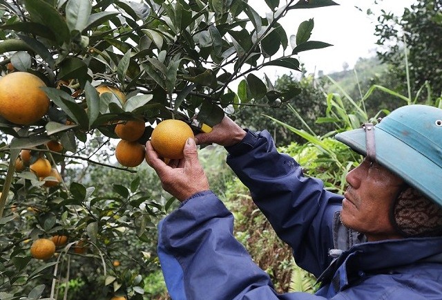 Cam Cao Phong - Đặc sản của đất Mường Hòa Bình