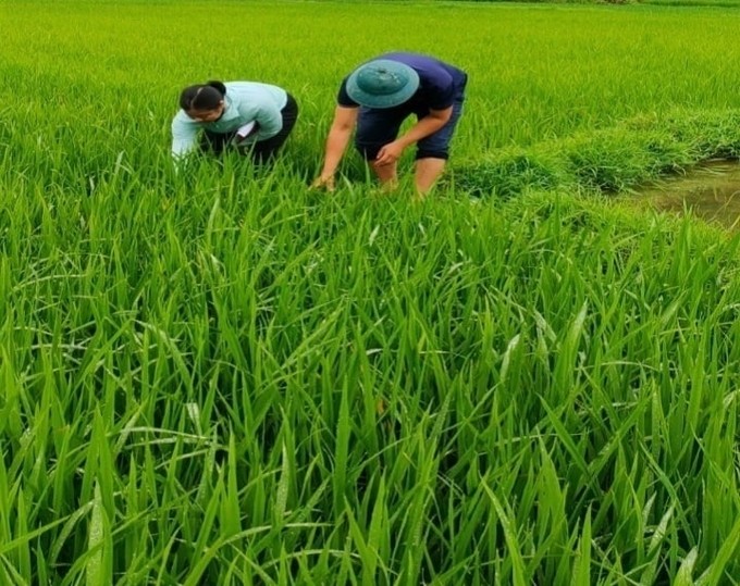 Lúa xuân - Cuộc cách mạng xanh trên những cánh đồng truyền thống