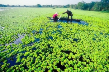 U Minh (Cà Mau) tăng tốc sản xuất hoa màu phục vụ Tết Nguyên đán