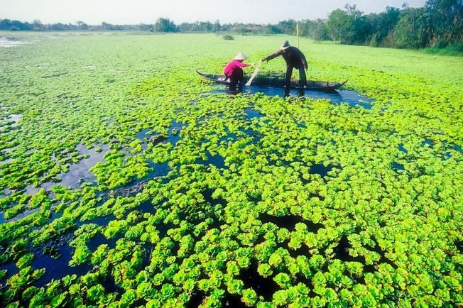 U Minh (Cà Mau) tăng tốc sản xuất hoa màu phục vụ Tết Nguyên đán