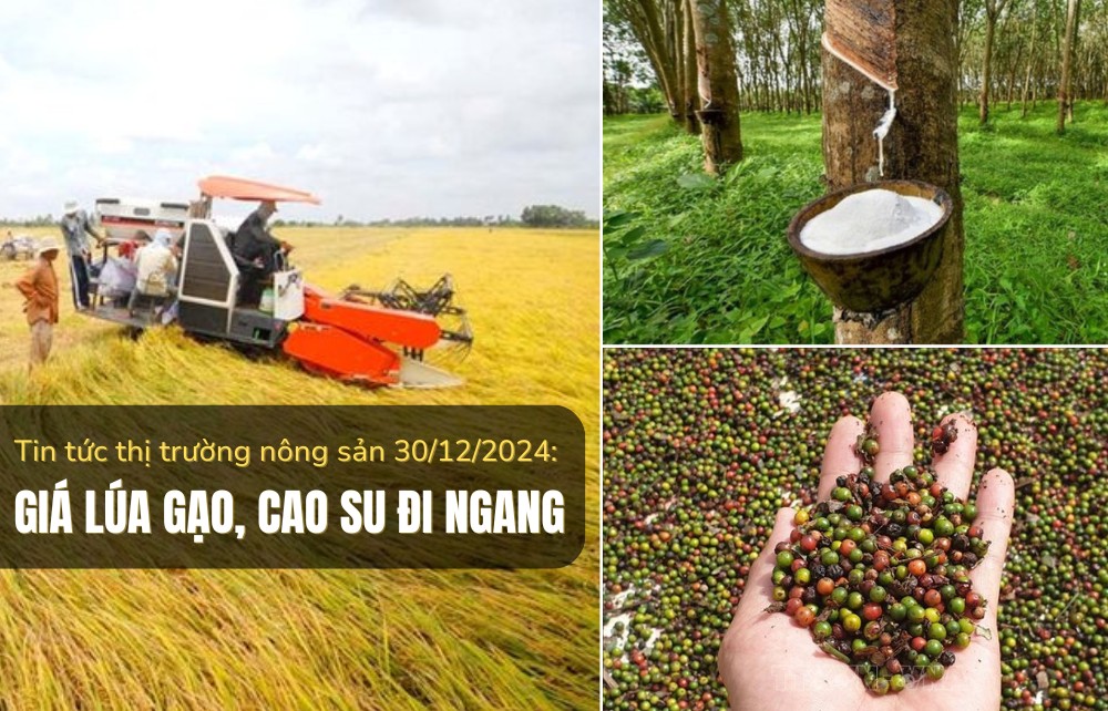 Tin tức thị trường nông sản 30/12/2024: Giá lúa gạo, cao su đi ngang, cà phê tiếp tục giảm