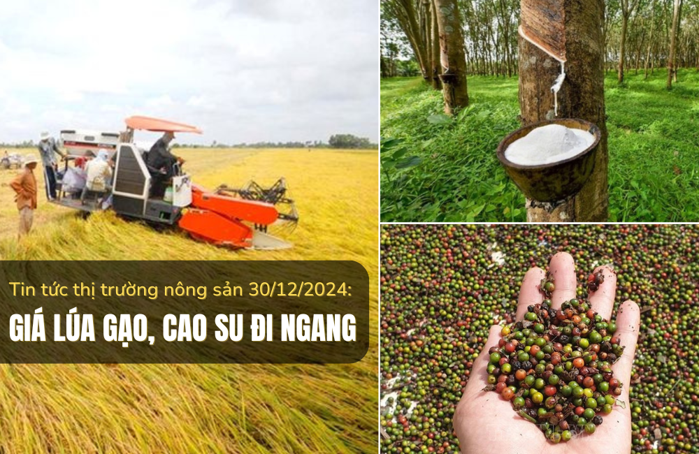 Tin tức thị trường nông sản 30/12/2024: Giá lúa gạo, cao su đi ngang, cà phê tiếp tục giảm