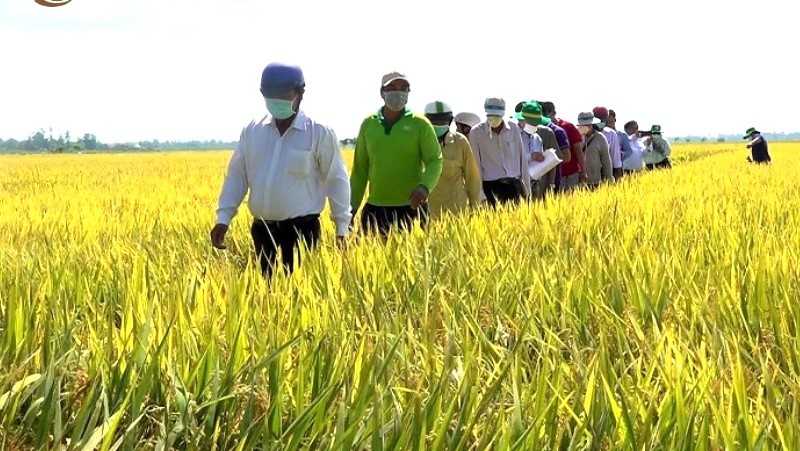 Nhà nông học GS.TS Nguyễn Văn Luật, tấm gương về tinh thần lao động sáng tạo