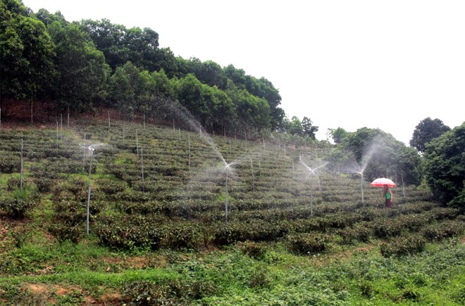 Báo Đáp (Trấn Yên): Nâng cao thu nhập cho người dân từ phát triển kinh tế đa dạng