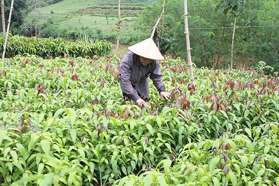 Yên Sơn (Yên Châu): Về đích nông thôn mới, nâng cao đời sống người dân