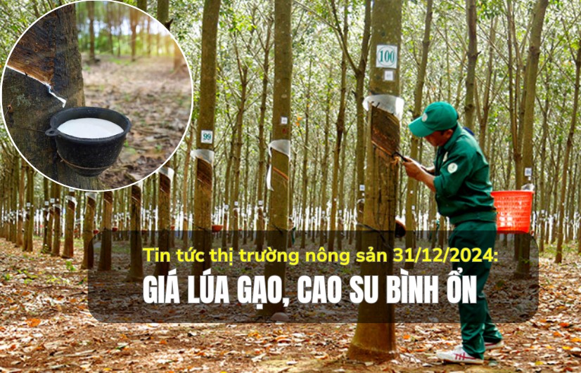 Tin tức thị trường nông sản 31/12/2024: Giá lúa gạo, cao su bình ổn