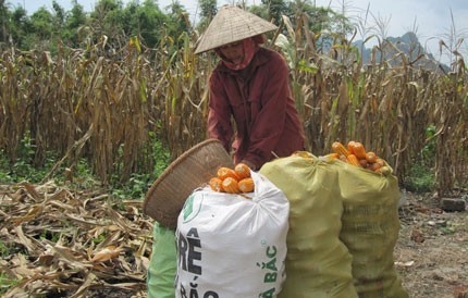 Nông nghiệp Trà Vinh: Nỗ lực đẩy lùi "giặc giả"