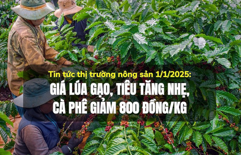 Tin tức thị trường nông sản 1/1/2025: Giá lúa gạo, tiêu tăng nhẹ, cà phê giảm 800 đồng/kg