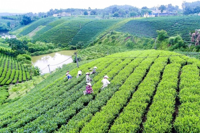 Thái Nguyên: Điển hình về hiệu quả sử dụng đất nông nghiệp