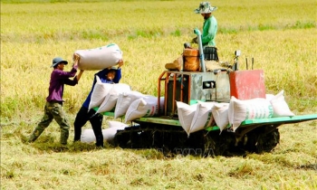 Siết chặt quản lý xuất khẩu gạo: Việt Nam hướng tới phát triển bền vững