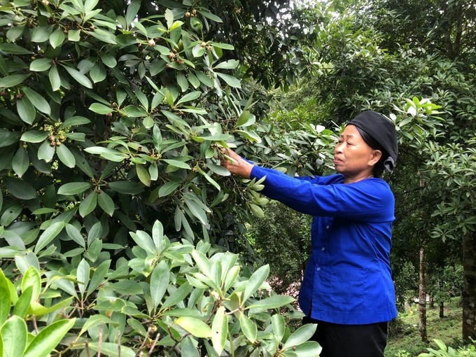 Nông nghiệp hữu cơ ở Lạng Sơn: Tiềm năng và thách thức trên con đường phát triển