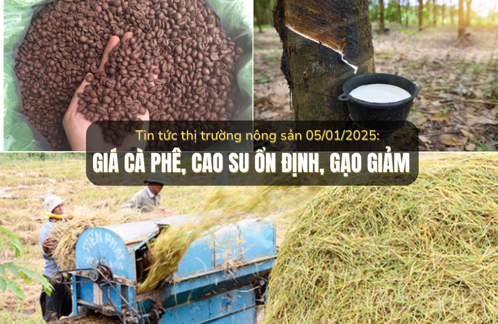 Tin tức thị trường nông sản 5/01/2025: Giá cà phê, cao su ổn định, gạo giảm