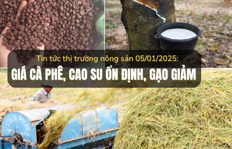 Tin tức thị trường nông sản 5/01/2025: Giá cà phê, cao su ổn định, gạo giảm