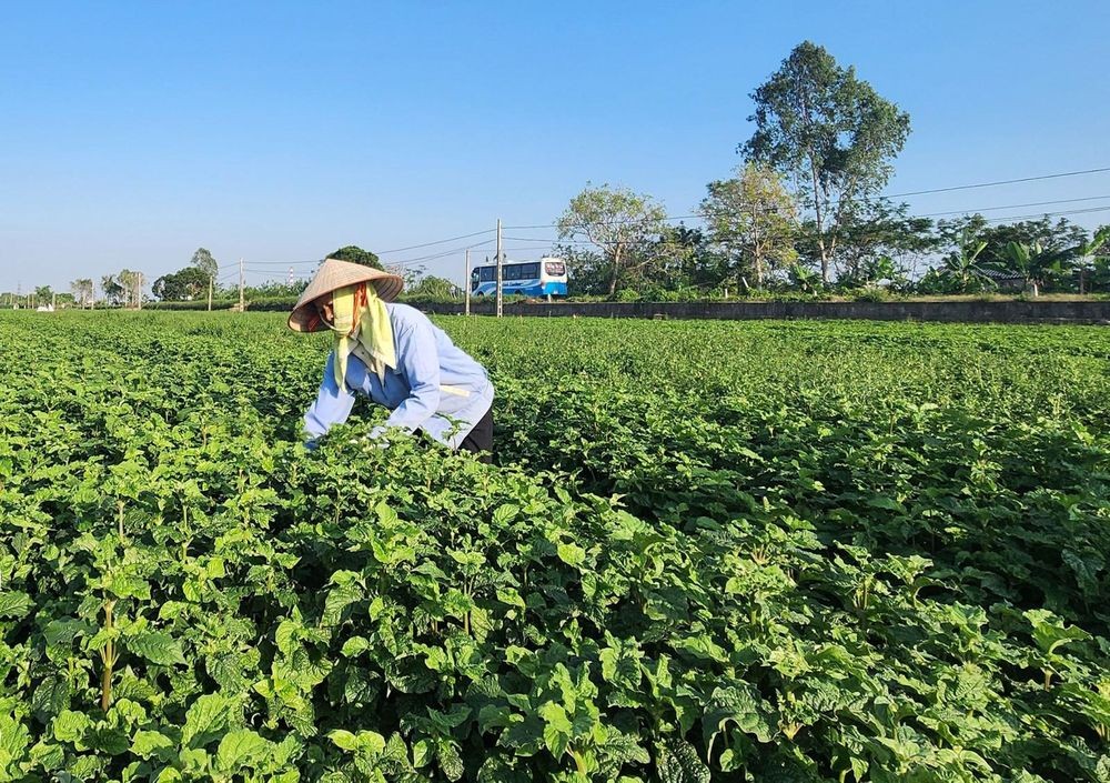 Thái Bình: Cây dược liệu - Hướng đi mới cho nông nghiệp bền vững