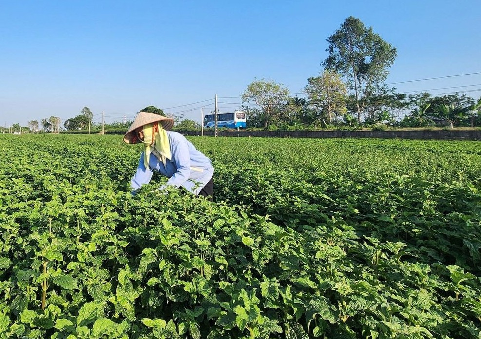 Thái Bình: Cây dược liệu - Hướng đi mới cho nông nghiệp bền vững