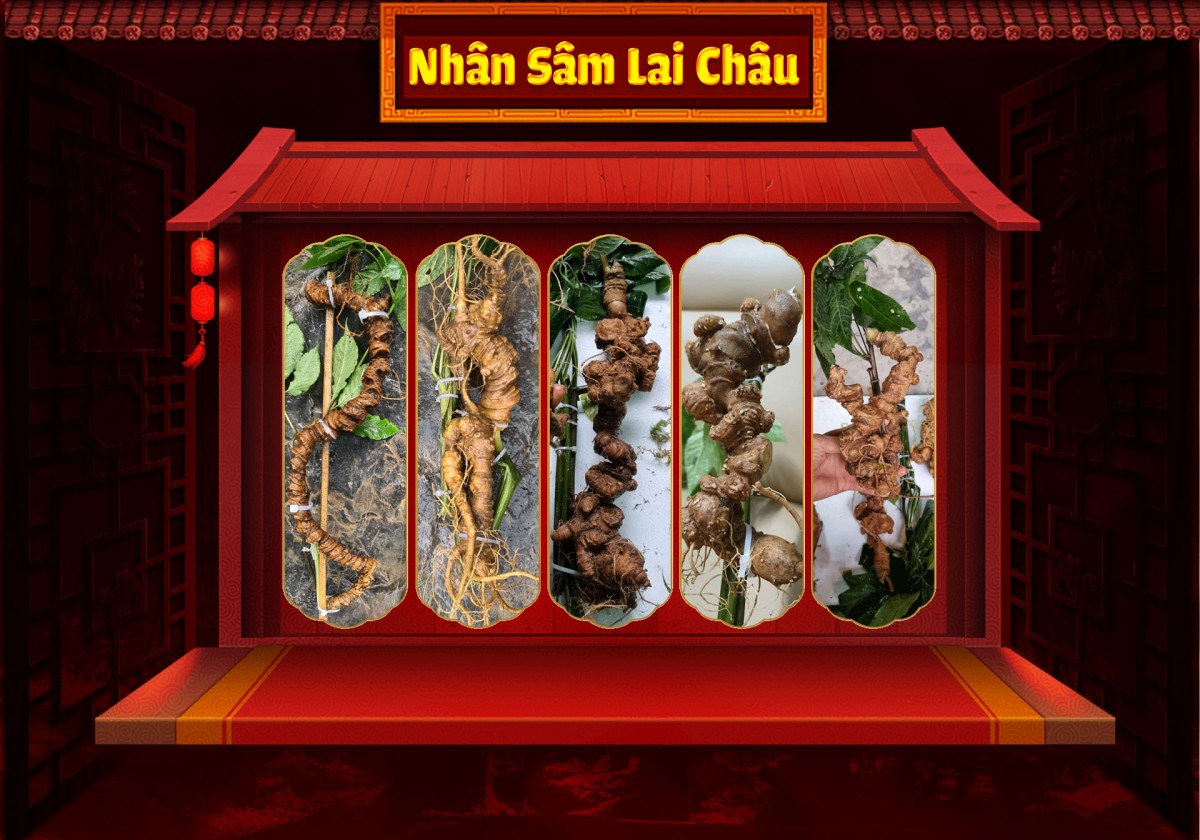 Sâm Lai Châu: Báu vật từ đại ngàn