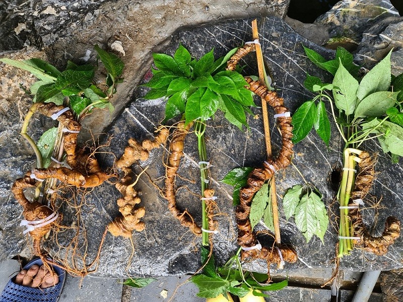 Sâm Lai Châu: Báu vật từ đại ngàn