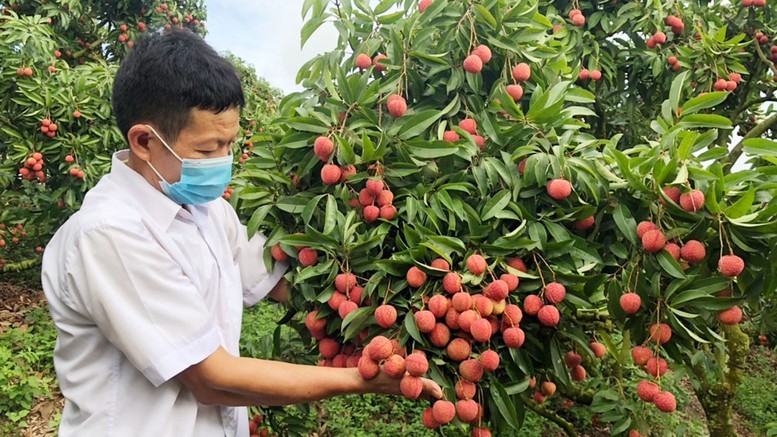 Vải thiều Bắc Giang: Hương vị ngọt ngào làm nên thương hiệu