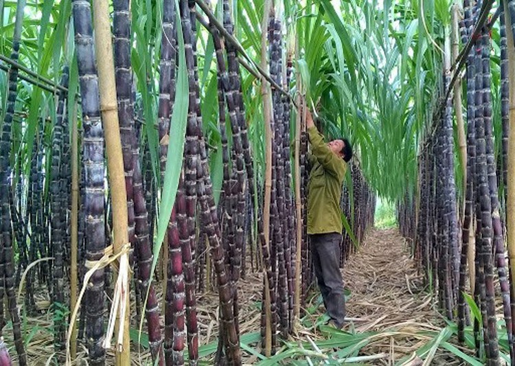 Làm sao để cây mía Thanh Hóa ngọt hơn?