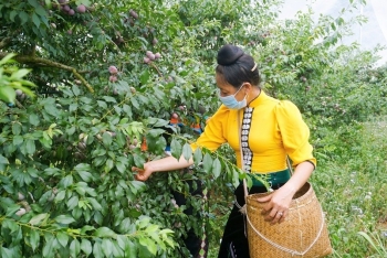 Sơn La: Từ "vựa ngô" thành "vương quốc trái cây"