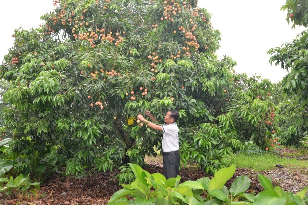 Mã số vùng trồng: Chìa khóa nâng tầm nông sản Hưng Yên