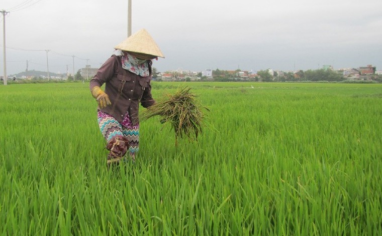 Đông Hòa (Phú Yên): Vượt khó gieo sạ lúa Đông Xuân, hướng đến mùa vàng bội thu