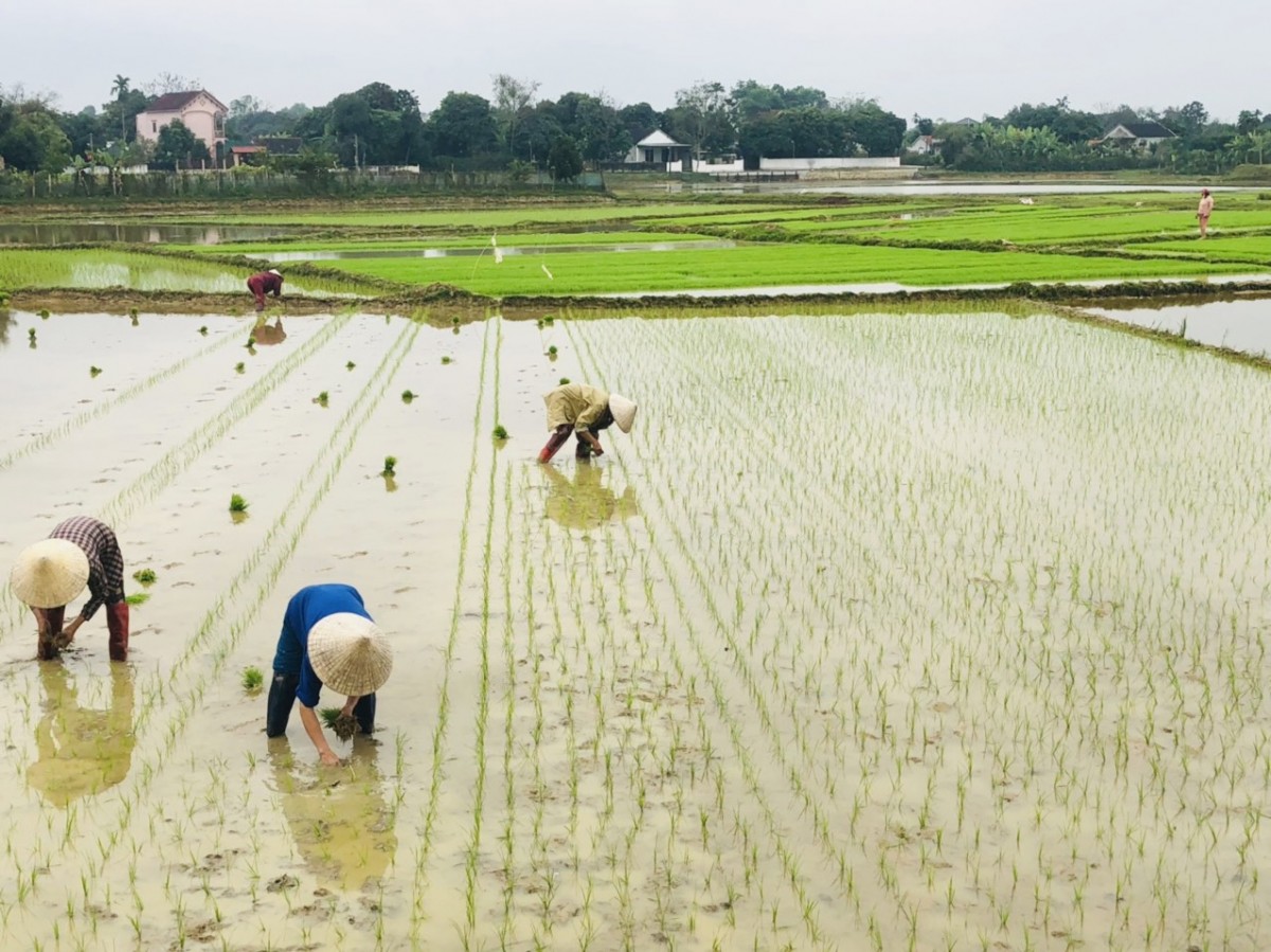 Nông dân Nghệ An hối hả xuống đồng sản xuất vụ Xuân 2025