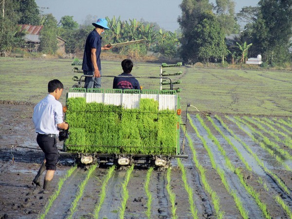 Nông dân Nghệ An hối hả xuống đồng sản xuất vụ Xuân 2025