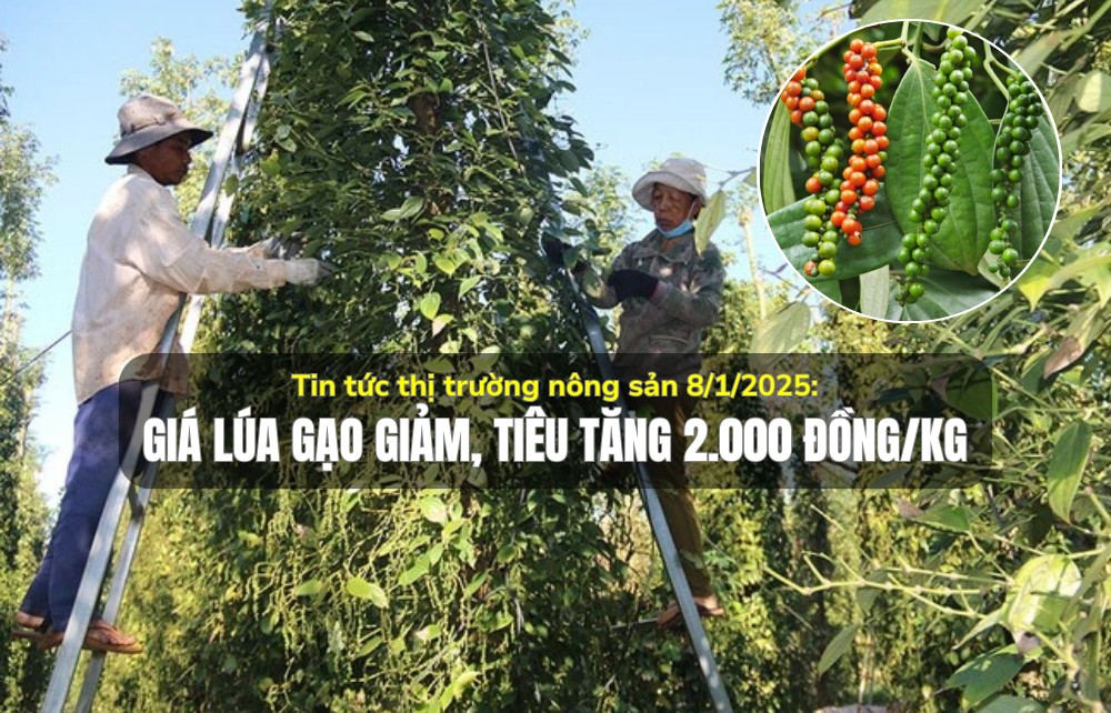 Tin tức thị trường nông sản 8/1/2025: Giá lúa gạo giảm, tiêu tăng 2.000 đồng/kg