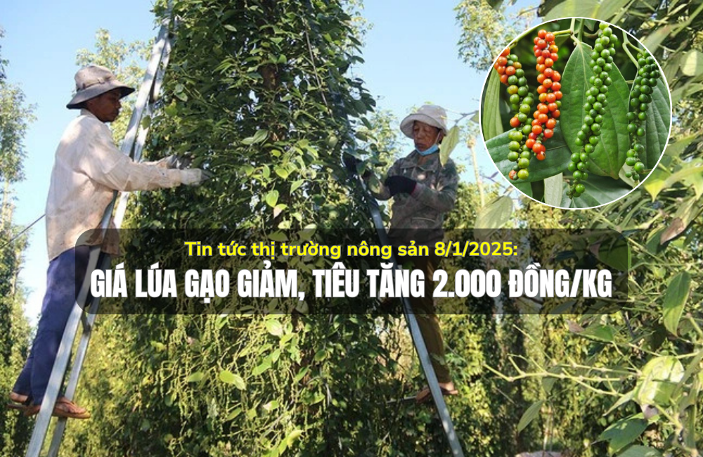 Tin tức thị trường nông sản 8/1/2025: Giá lúa gạo giảm, tiêu tăng 2.000 đồng/kg