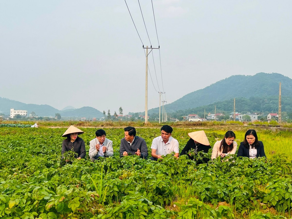 Tiêu chuẩn quốc gia cho giống khoai tây - Bài cuối: Hướng tới đảm bảo an ninh lương thực và kinh tế nông nghiệp
