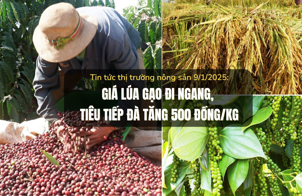 Tin tức thị trường nông sản 09/1/2025: Giá lúa gạo đi ngang, tiêu tiếp đà tăng 500 đồng/kg