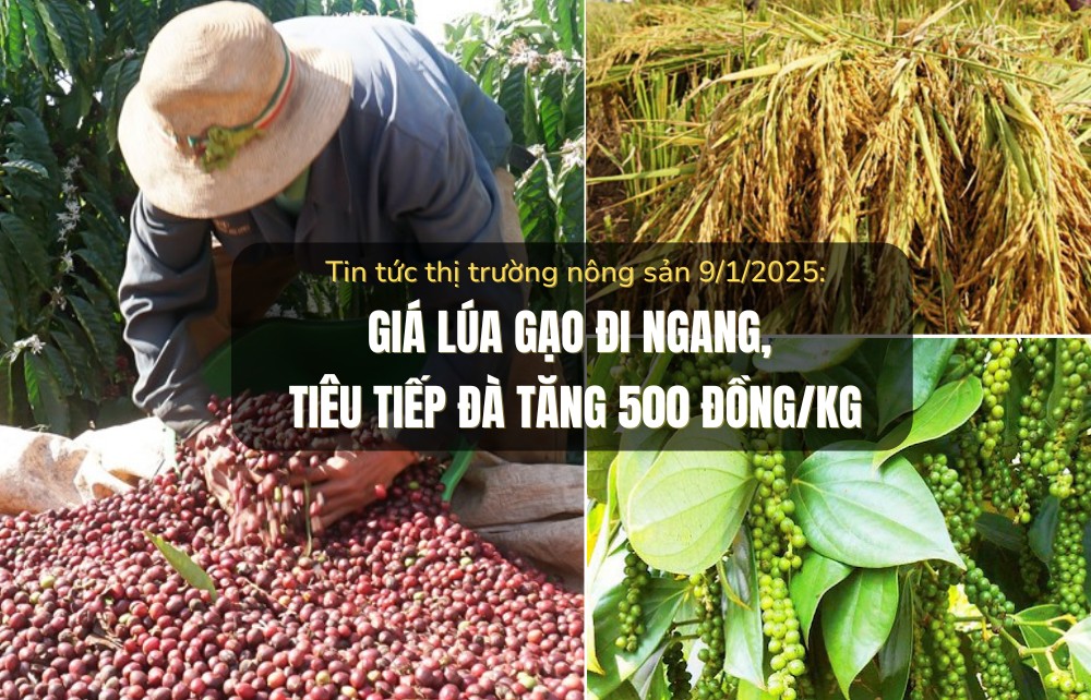 Tin tức thị trường nông sản 09/1/2025: Giá lúa gạo đi ngang, tiêu tiếp đà tăng 500 đồng/kg