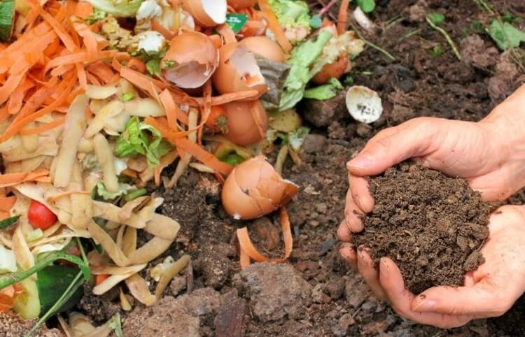 Phân bón hữu cơ: Giải pháp phát triển nông nghiệp xanh, bền vững