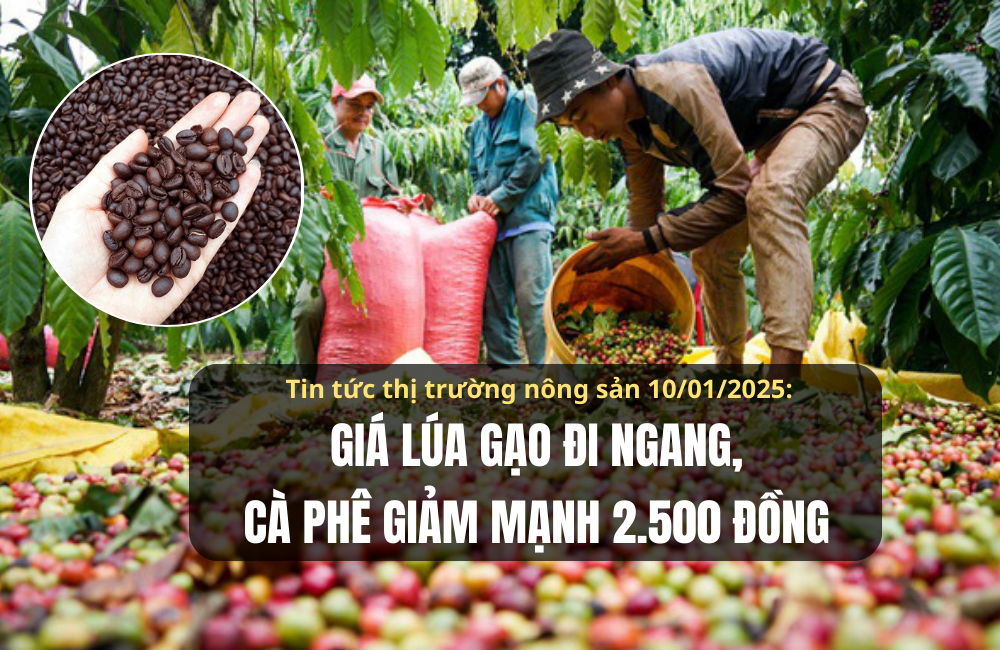 Tin tức thị trường nông sản 10/1/2025: Giá lúa gạo đi ngang, cà phê giảm mạnh 2.500 đồng/kg