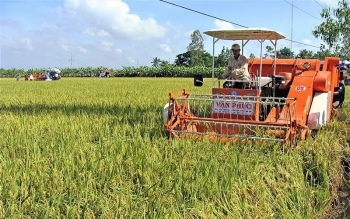 Lúa Đông Xuân sớm ở Sóc Trăng: Năng suất cao, lợi nhuận khá