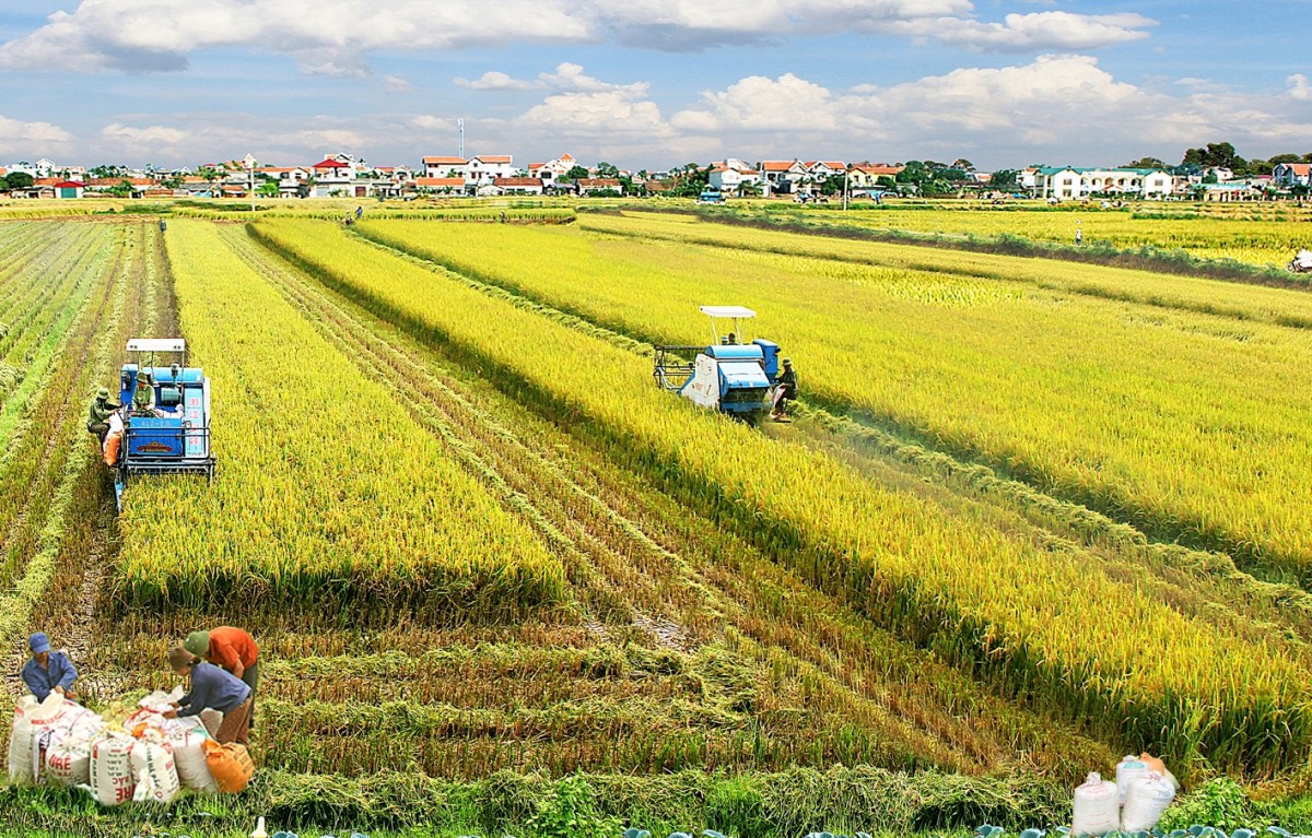 HTX Nông nghiệp Trà Vinh chủ động thích ứng với biến đổi khí hậu