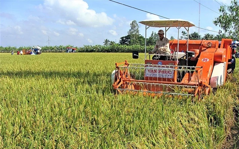 Lúa Đông Xuân sớm ở Sóc Trăng: Năng suất cao, lợi nhuận khá