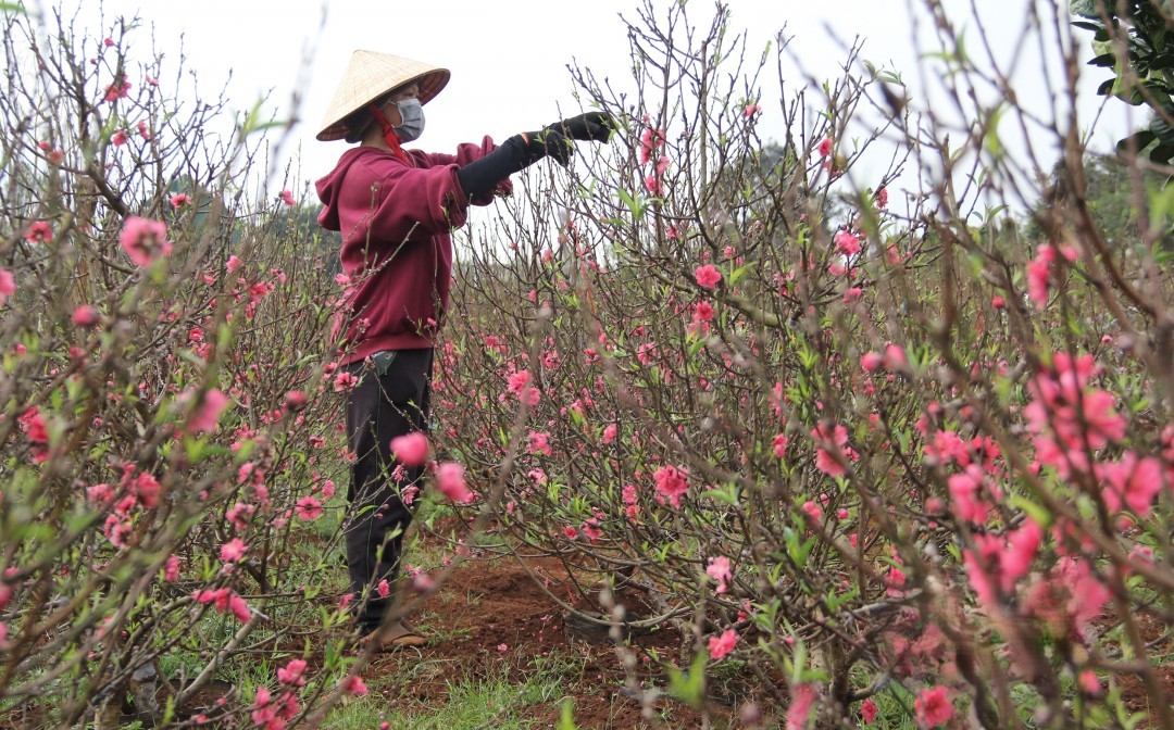 Hoa đào xứ Bắc chờ Xuân trên vùng đất Tây Nguyên